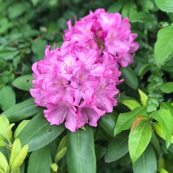 Meet your Posher, Stacey - Picture 1 of 1